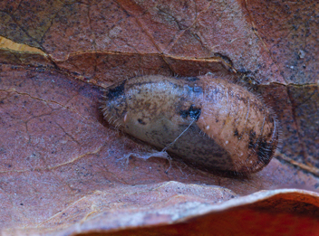 Summer Azure chrysalis